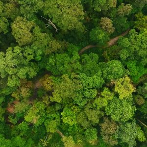 Aerial flight over fresh healthy grown green tropical Rainforest during rainy monsoon season in southern Thailand. overhead wide scenic wilderness and tree tops in drone top down view.